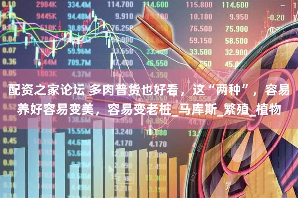 配资之家论坛 多肉普货也好看，这“两种”，容易养好容易变美，容易变老桩_马库斯_繁殖_植物